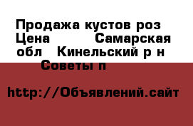 Продажа кустов роз › Цена ­ 350 - Самарская обл., Кинельский р-н, Советы п.  »    